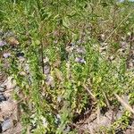 Mentha pulegium Habit