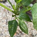 Vigna unguiculata Leaf