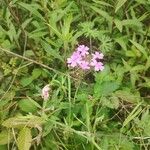 Verbena bipinnatifida 花