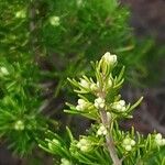 Erica lusitanica Blomst