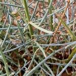 Crotalaria saharae ഇല