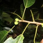 Ficus citrifolia Folha