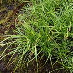 Carex esenbeckii Habit