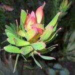 Leucadendron laureolum Foglia