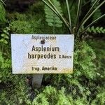 Asplenium harpeodes Other