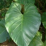 Philodendron giganteum Leaf