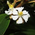 Conostegia rufescens Flower