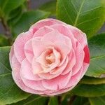 Camellia japonica Blomst