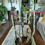 Orchis spp. Plante entière