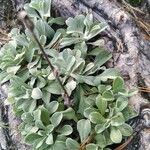 Antennaria parvifolia Листок