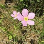 Sabatia campestris Virág