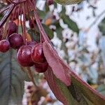 Malus toringo Fruitua