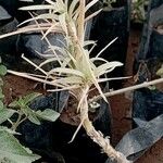 Tillandsia aeranthos Fulla