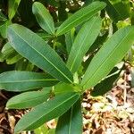 Mammea yunnanensis Leaf