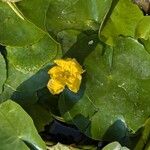 Nymphoides peltata Blomma