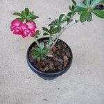 Adenium obesumКвітка