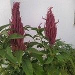 Amaranthus hypochondriacusFrukt