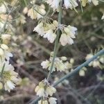 Asparagus umbellatus Kvet