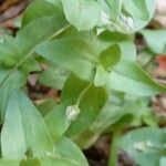 Lysimachia arvensis Foglia