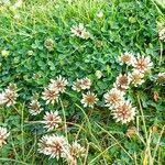 Trifolium occidentale ശീലം