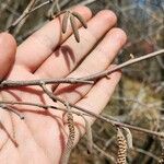 Alnus serrulata Coajă