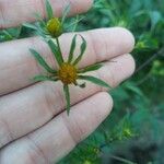 Bidens frondosaFloare