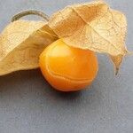 Physalis pubescens Плод