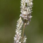 Froelichia floridana Blüte
