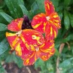Erysimum × cheiri Květ