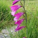 Gladiolus palustrisFlower