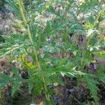 Echinops exaltatus Leaf