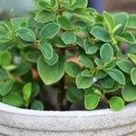 Peperomia blanda पत्ता