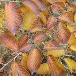 Ulmus davidiana Leaf