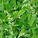 Chenopodium ficifolium Feuille