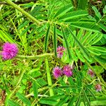Mimosa diplotricha Συνήθη χαρακτηριστικά