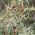 Juniperus oxycedrusপাতা