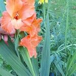 Gladiolus communisFlor