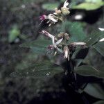 Macrocentrum cristatum Flower