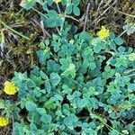 Medicago minimaBlatt