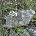 Allium subhirsutum Habit