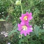 Alcea roseaFlower