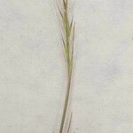Vulpia ciliata Fula