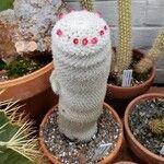 Mammillaria albilanata Vivejo