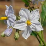 Solanum bonariense Flower