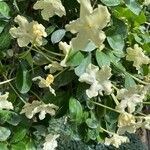 Brunfelsia undulata Fleur