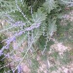 Salvia abrotanoides Žiedas