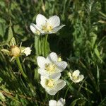 Parnassia palustrisFlower