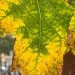 Solanum viarum Leaf