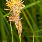 Carex hirta Blomma