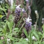 Lavandula dentata Květ